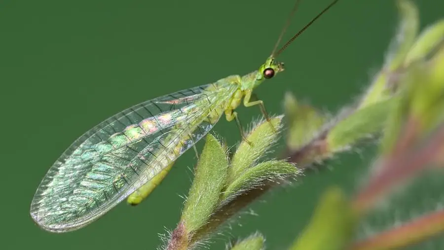 Lacewing - CERES Fair Food Lacewing