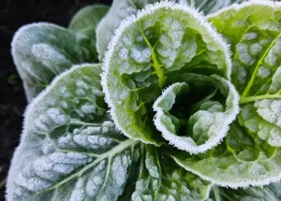 JoesFrostyLettuce - CERES Fair Food - CERES Fair Food Icy lettuce at Joe's Market Garden
