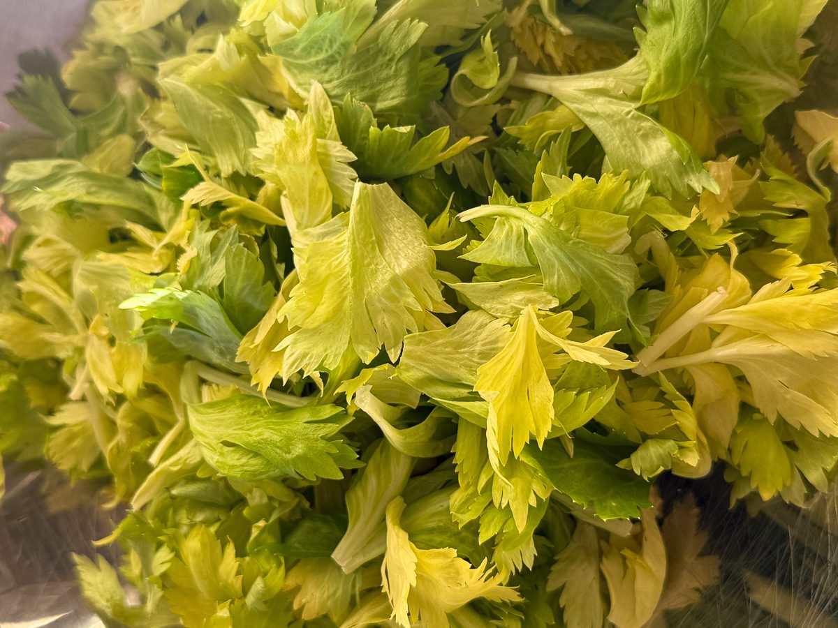 Samantha Cross-2 - CERES Fair Food Celery leaves washed and dried, Samantha Cross