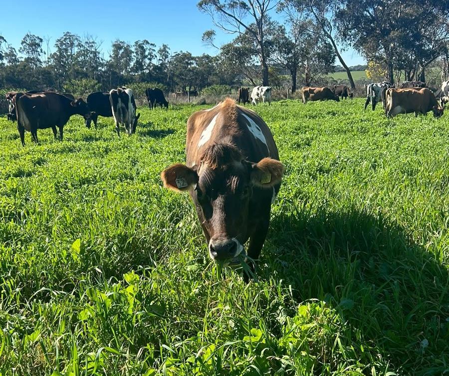 Cow-at-Schulz - CERES Fair Food Dairy cow at Schulz Organic Dairy, Timboon VIC