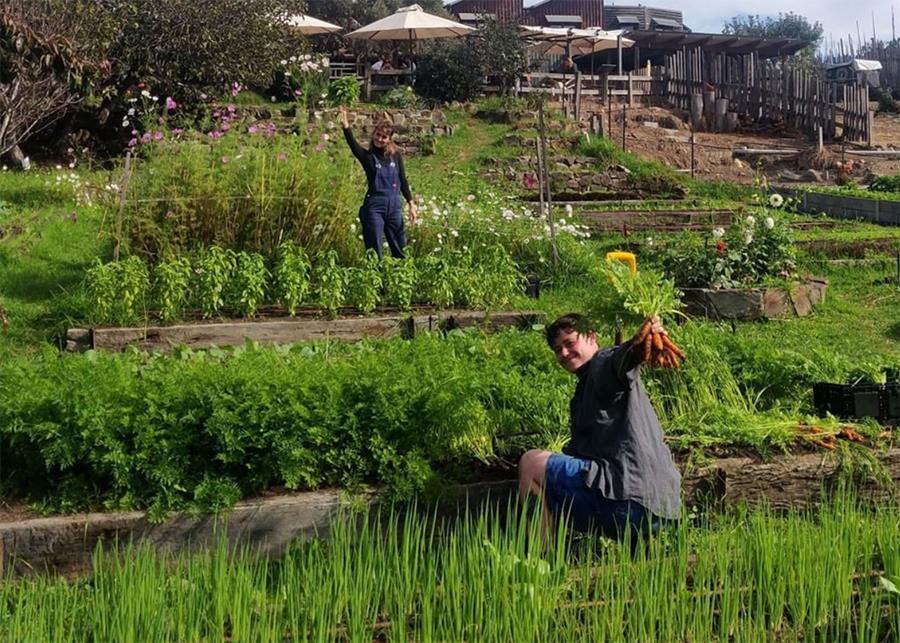 A man kneels in a terraced vegetable garden, proudly holding a bunch of carrots, with another person waving in the background.