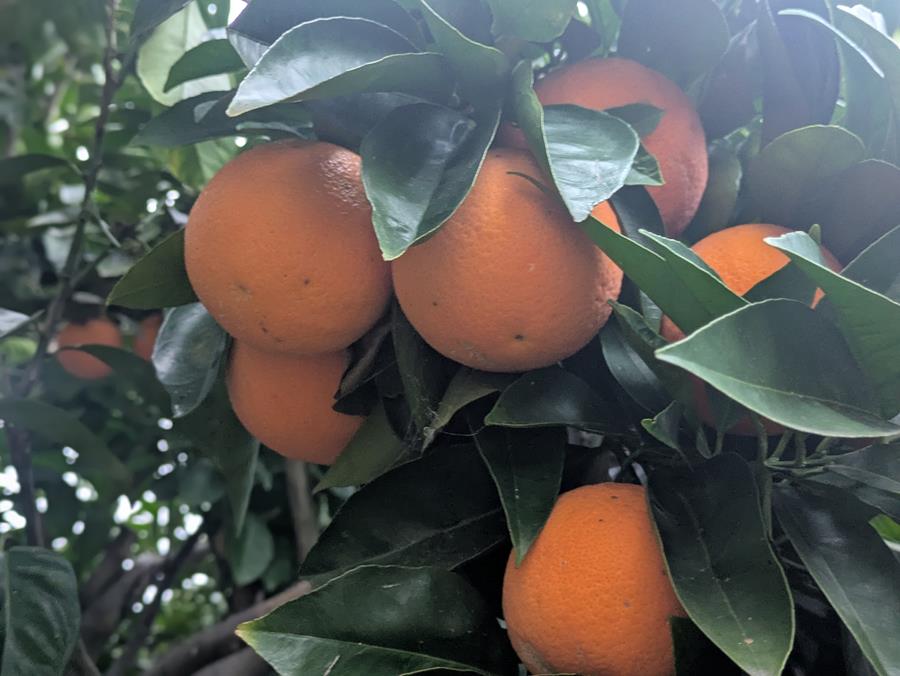 Oranges on backyard tree - Chris - CERES Fair Food Blood oranges ready to harvest on a backyard tree