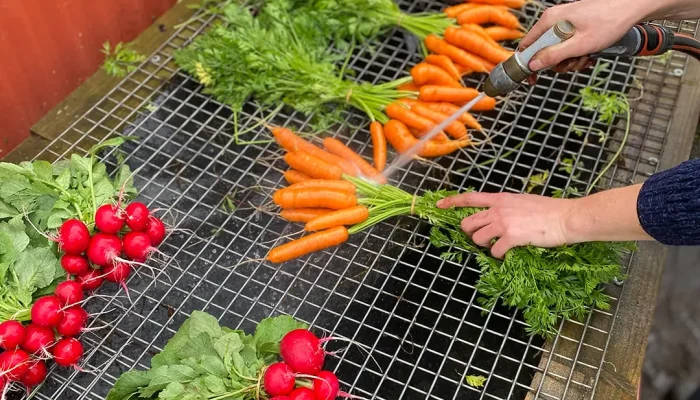 Washing fresh radishes and carrots from Honey Lane, CERES Brunswick
